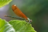 J01_2514 Calopteryx haemorrhoidalis